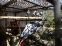 /album/fotogalerie-zoopark-na-hradecku-horni-pena/zooparknahradecku-11-jpg1/